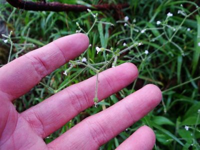 Cerastium subpilosum, photographed by 呂一起(Lyu yi-chi)