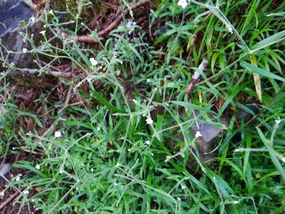 Cerastium subpilosum, photographed by 呂一起(Lyu yi-chi)