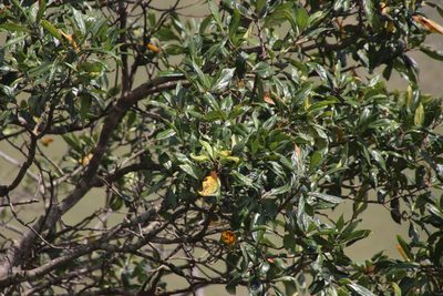 Heteropyxis canescens, photographed by Tony Rebelo