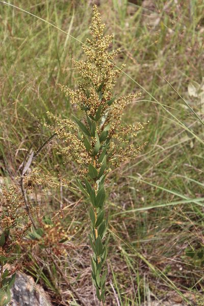 Searsia pondoensis, photographed by Tony Rebelo