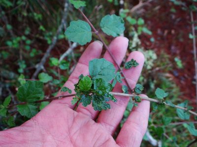 Viburnum parvifolium, photographed by 呂一起(Lyu yi-chi)