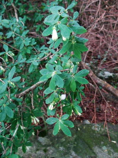 Lonicera kawakamii, photographed by 呂一起(Lyu yi-chi)