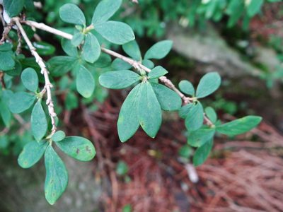 Lonicera kawakamii, photographed by 呂一起(Lyu yi-chi)