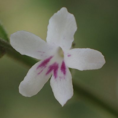 Priva adhaerens, photographed by Nicola van Berkel