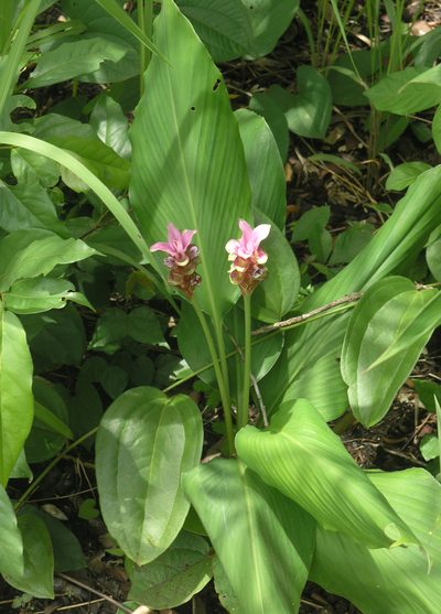 Curcuma rhabdota, photographed by Oleg Kosterin