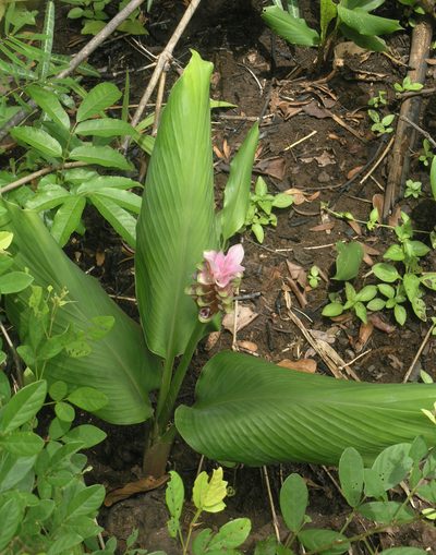 Curcuma rhabdota, photographed by Oleg Kosterin