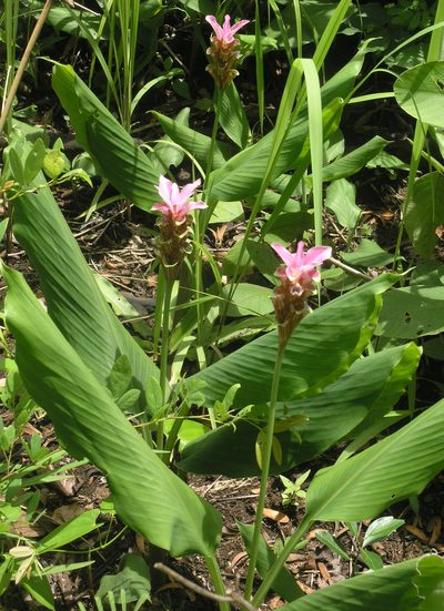 Curcuma rhabdota, photographed by Oleg Kosterin