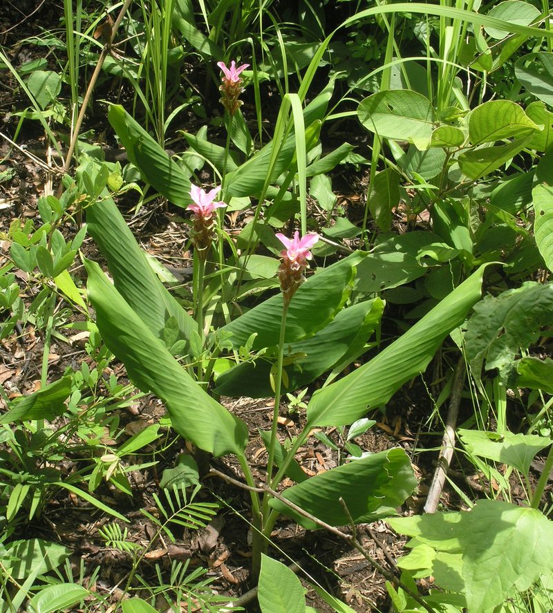 Curcuma rhabdota, photographed by Oleg Kosterin