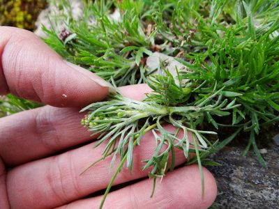 Artemisia oligocarpa, photographed by 呂一起(Lyu yi-chi)