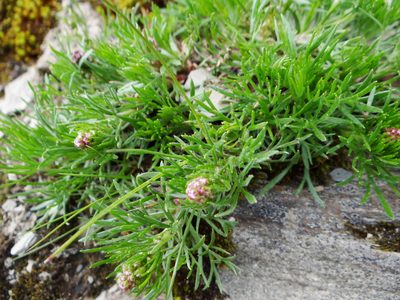 Artemisia oligocarpa, photographed by 呂一起(Lyu yi-chi)
