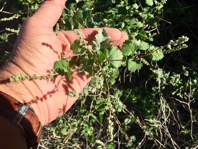 Ambrosia cordifolia, photographed by CK2AZ