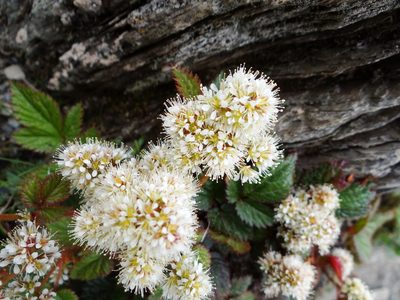 Astilbe macroflora, photographed by 呂一起(Lyu yi-chi)