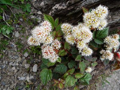 Astilbe macroflora, photographed by 呂一起(Lyu yi-chi)