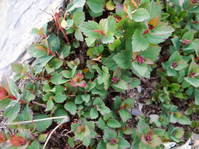 Spiraea morrisonicola, photographed by 呂一起(Lyu yi-chi)