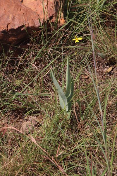 Senecio latifolius, photographed by Tony Rebelo