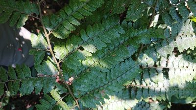 Microlepia trichocarpa, photographed by 沈玟伶(Wen-Ling Shen)