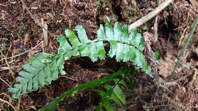 Hymenasplenium cheilosorum, photographed by 沈玟伶(Wen-Ling Shen)