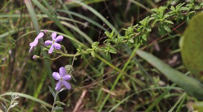 Jamesbrittenia grandiflora, photographed by Tony Rebelo