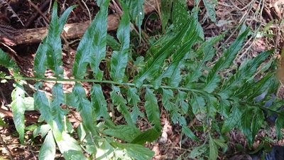 Asplenium wrightii, photographed by 沈玟伶(Wen-Ling Shen)