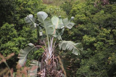 Strelitzia caudata, photographed by Tony Rebelo