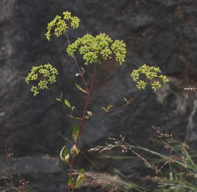 Heteromorpha involucrata, photographed by Tony Rebelo