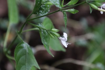 Hypoestes triflora, photographed by Tony Rebelo