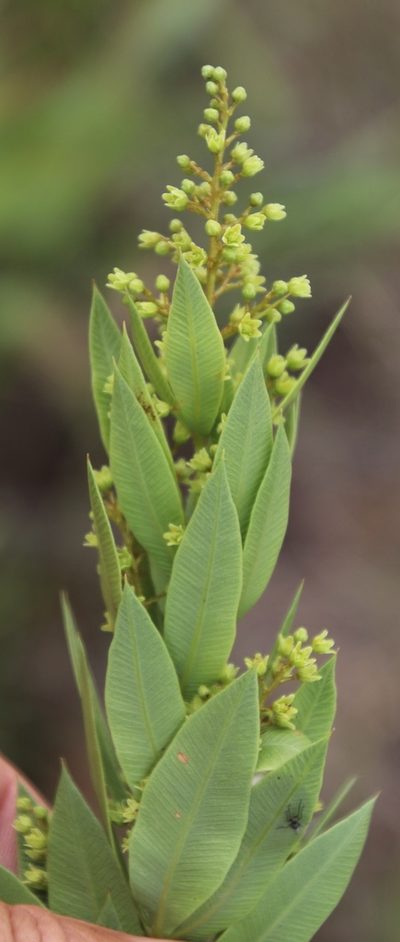 Searsia pondoensis, photographed by Tony Rebelo