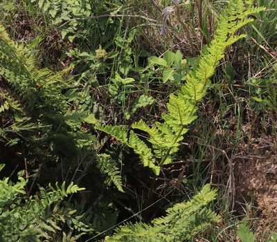 Dryopteris athamantica, photographed by Tony Rebelo