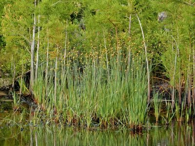 Xyris fimbriata, photographed by NC Wetlands