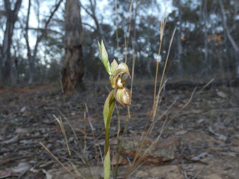 Pterostylis hamata, photographed by Kai Squires