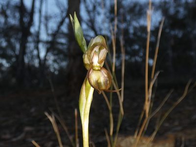 Pterostylis hamata, photographed by Kai Squires