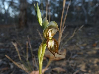 Pterostylis hamata, photographed by Kai Squires