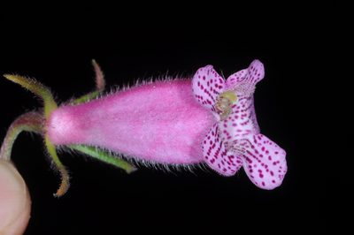 Seemannia gymnostoma, photographed by aacocucci