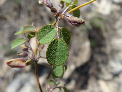Nanogalactia brachystachys, photographed by Alexis López Hernández
