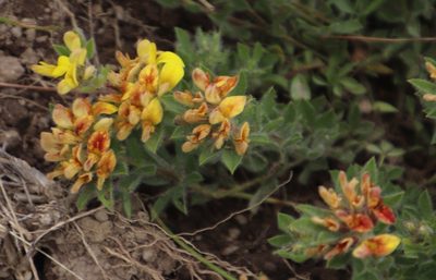 Leobordea eriantha, photographed by Tony Rebelo