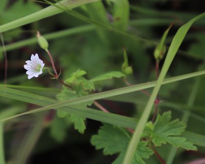 Geranium wakkerstroomianum, photographed by Tony Rebelo