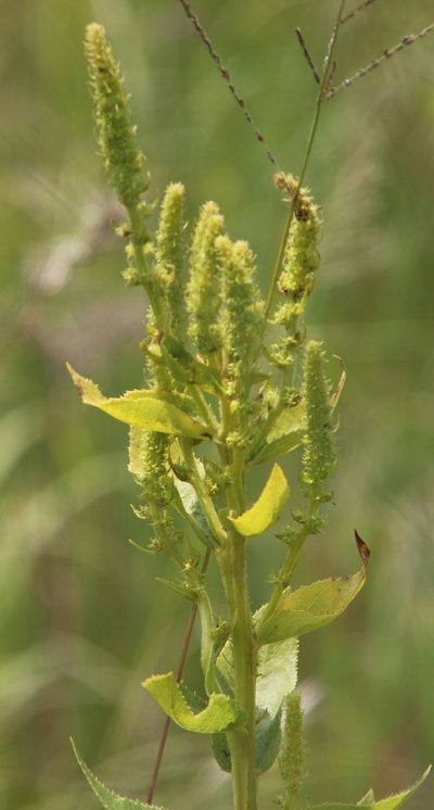 Cyphia elata, photographed by Tony Rebelo