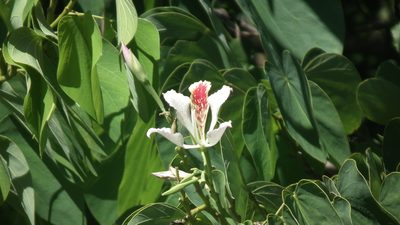 Bauhinia monandra, photographed by Shaun Swanepoel