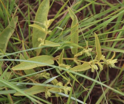 Hermannia montana, photographed by Tony Rebelo