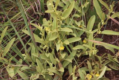 Hermannia montana, photographed by Tony Rebelo
