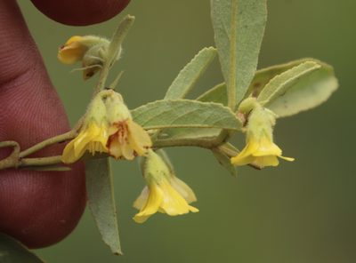Hermannia montana, photographed by Tony Rebelo
