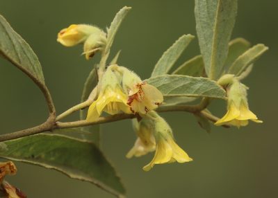 Hermannia montana, photographed by Tony Rebelo