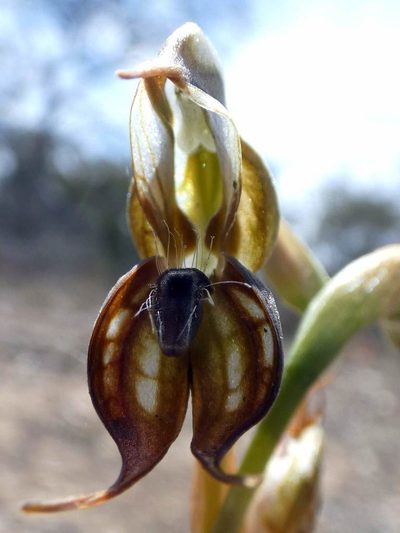 Pterostylis hamata, photographed by Kai Squires