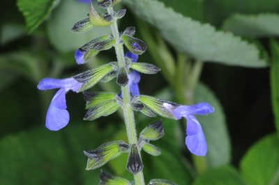 Salvia stachydifolia, photographed by aacocucci