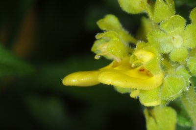 Calceolaria teucrioides, photographed by aacocucci