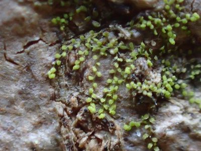 Myriocoleopsis minutissima, photographed by George Greiff