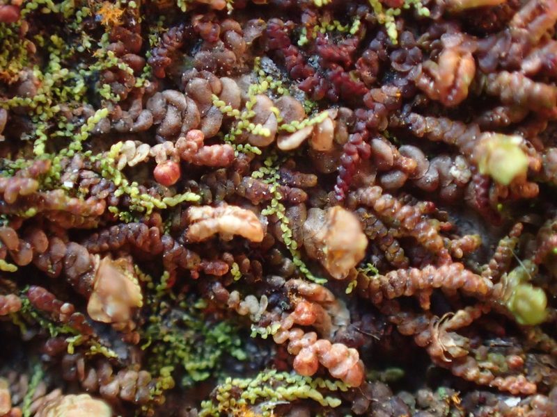 Microlejeunea ulicina, photographed by George Greiff