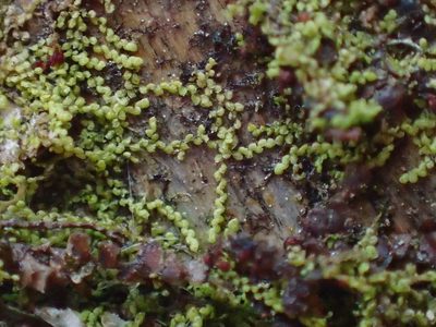 Microlejeunea ulicina, photographed by George Greiff