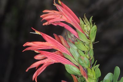 Justicia xylosteoides, photographed by aacocucci