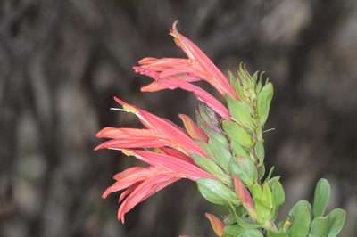 Justicia xylosteoides, photographed by aacocucci